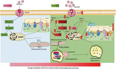 Mitochondria in hypoxic pulmonary hypertension, roles and the potential targets